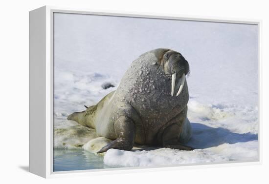 Walrus on an Ice Floe-DLILLC-Framed Premier Image Canvas
