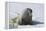 Walrus on an Ice Floe-DLILLC-Framed Premier Image Canvas