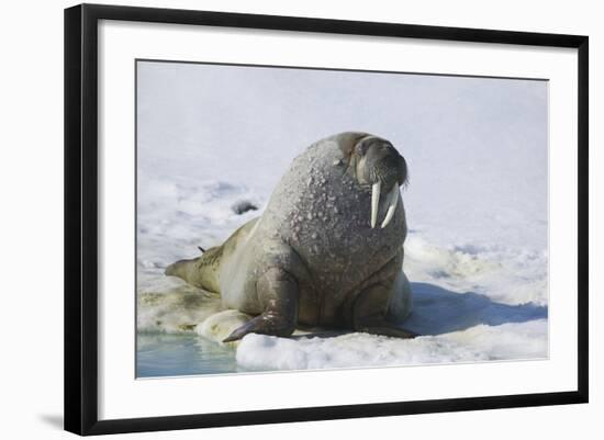 Walrus on an Ice Floe-DLILLC-Framed Photographic Print