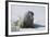 Walrus on an Ice Floe-DLILLC-Framed Photographic Print