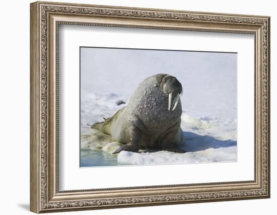 Walrus on an Ice Floe-DLILLC-Framed Photographic Print