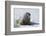 Walrus on an Ice Floe-DLILLC-Framed Photographic Print