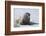 Walrus on an Ice Floe-DLILLC-Framed Photographic Print