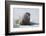 Walrus on an Ice Floe-DLILLC-Framed Photographic Print