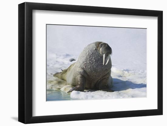 Walrus on an Ice Floe-DLILLC-Framed Photographic Print