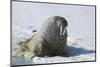 Walrus on an Ice Floe-DLILLC-Mounted Photographic Print