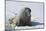 Walrus on an Ice Floe-DLILLC-Mounted Photographic Print