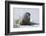 Walrus on an Ice Floe-DLILLC-Framed Photographic Print