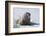 Walrus on an Ice Floe-DLILLC-Framed Photographic Print