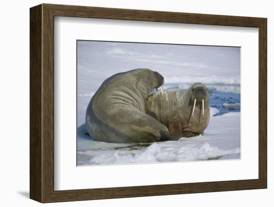 Walrus on an Ice Floe-DLILLC-Framed Photographic Print