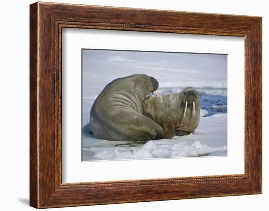 Walrus on an Ice Floe-DLILLC-Framed Photographic Print