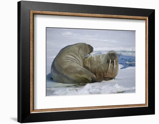 Walrus on an Ice Floe-DLILLC-Framed Photographic Print