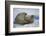 Walrus on an Ice Floe-DLILLC-Framed Photographic Print