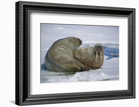 Walrus on an Ice Floe-DLILLC-Framed Photographic Print