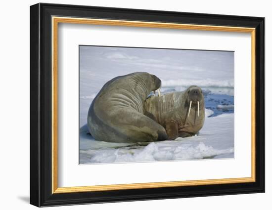 Walrus on an Ice Floe-DLILLC-Framed Photographic Print