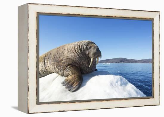 Walrus on Ice, Hudson Bay, Nunavut, Canada-Paul Souders-Framed Premier Image Canvas