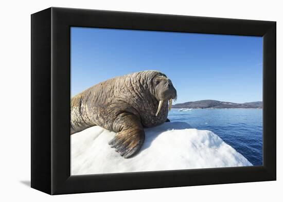 Walrus on Ice, Hudson Bay, Nunavut, Canada-Paul Souders-Framed Premier Image Canvas