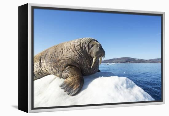 Walrus on Ice, Hudson Bay, Nunavut, Canada-Paul Souders-Framed Premier Image Canvas