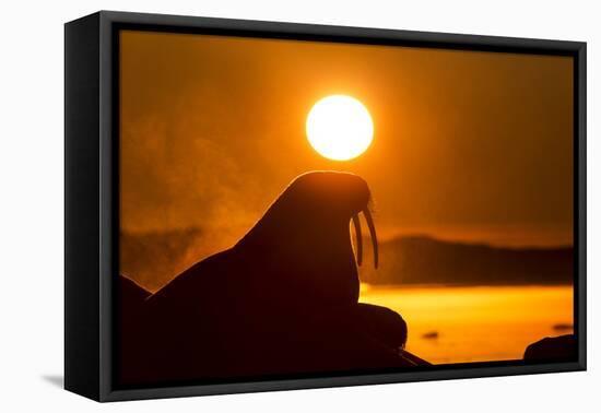 Walrus on Ice, Hudson Bay, Nunavut, Canada-Paul Souders-Framed Premier Image Canvas