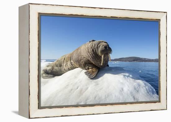 Walrus on Ice, Hudson Bay, Nunavut, Canada-Paul Souders-Framed Premier Image Canvas