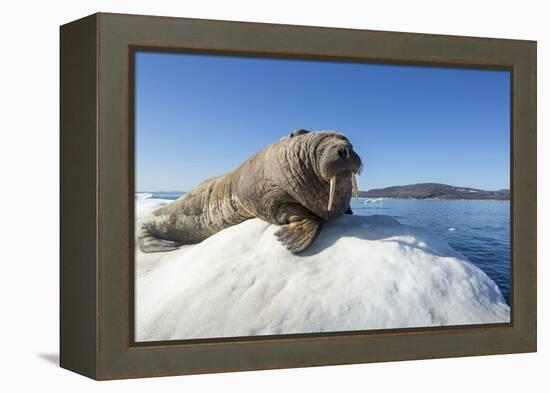 Walrus on Ice, Hudson Bay, Nunavut, Canada-Paul Souders-Framed Premier Image Canvas