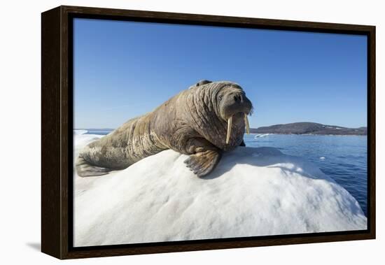 Walrus on Ice, Hudson Bay, Nunavut, Canada-Paul Souders-Framed Premier Image Canvas