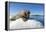 Walrus on Ice, Hudson Bay, Nunavut, Canada-Paul Souders-Framed Premier Image Canvas