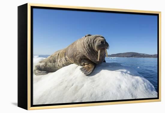 Walrus on Ice, Hudson Bay, Nunavut, Canada-Paul Souders-Framed Premier Image Canvas