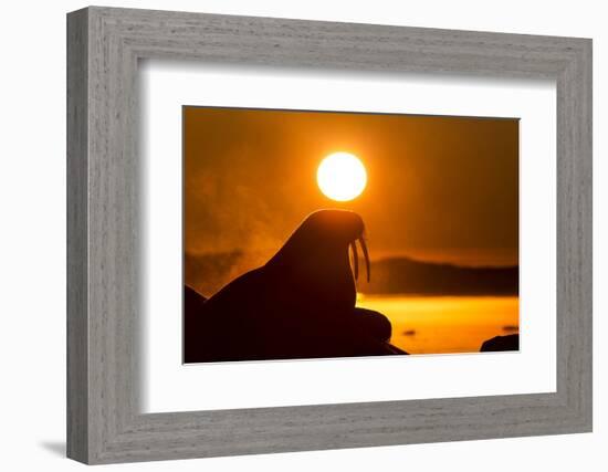 Walrus on Ice, Hudson Bay, Nunavut, Canada-Paul Souders-Framed Photographic Print