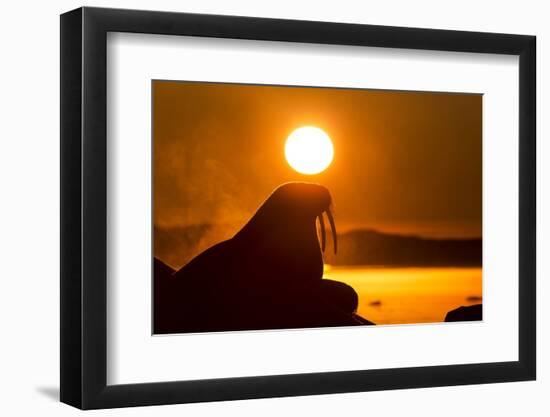 Walrus on Ice, Hudson Bay, Nunavut, Canada-Paul Souders-Framed Photographic Print