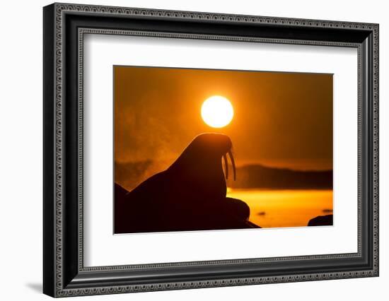 Walrus on Ice, Hudson Bay, Nunavut, Canada-Paul Souders-Framed Photographic Print