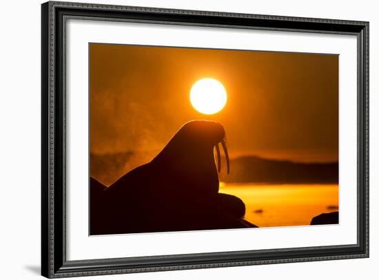 Walrus on Ice, Hudson Bay, Nunavut, Canada-Paul Souders-Framed Photographic Print