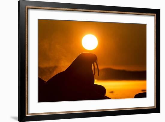 Walrus on Ice, Hudson Bay, Nunavut, Canada-Paul Souders-Framed Photographic Print