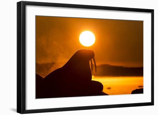 Walrus on Ice, Hudson Bay, Nunavut, Canada-Paul Souders-Framed Photographic Print