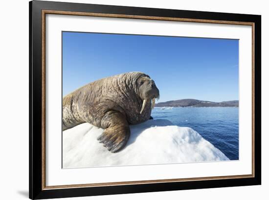 Walrus on Ice, Hudson Bay, Nunavut, Canada-Paul Souders-Framed Photographic Print