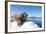 Walrus on Ice, Hudson Bay, Nunavut, Canada-Paul Souders-Framed Photographic Print