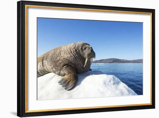 Walrus on Ice, Hudson Bay, Nunavut, Canada-Paul Souders-Framed Photographic Print