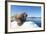 Walrus on Ice, Hudson Bay, Nunavut, Canada-Paul Souders-Framed Photographic Print