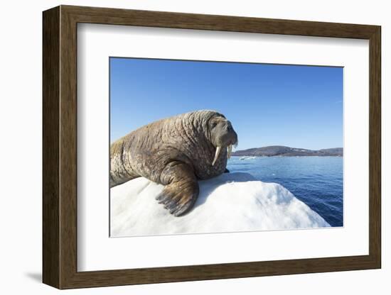 Walrus on Ice, Hudson Bay, Nunavut, Canada-Paul Souders-Framed Photographic Print