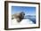 Walrus on Ice, Hudson Bay, Nunavut, Canada-Paul Souders-Framed Photographic Print