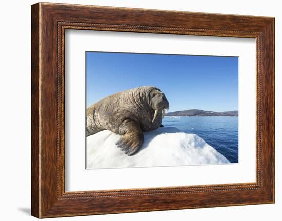 Walrus on Ice, Hudson Bay, Nunavut, Canada-Paul Souders-Framed Photographic Print