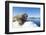 Walrus on Ice, Hudson Bay, Nunavut, Canada-Paul Souders-Framed Photographic Print