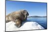 Walrus on Ice, Hudson Bay, Nunavut, Canada-Paul Souders-Mounted Photographic Print