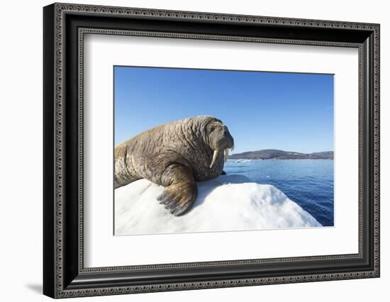 Walrus on Ice, Hudson Bay, Nunavut, Canada-Paul Souders-Framed Photographic Print