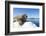 Walrus on Ice, Hudson Bay, Nunavut, Canada-Paul Souders-Framed Photographic Print