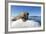 Walrus on Ice, Hudson Bay, Nunavut, Canada-Paul Souders-Framed Photographic Print