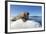 Walrus on Ice, Hudson Bay, Nunavut, Canada-Paul Souders-Framed Photographic Print