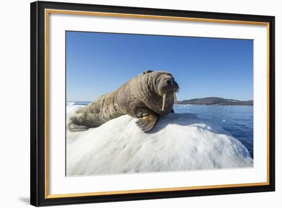 Walrus on Ice, Hudson Bay, Nunavut, Canada-Paul Souders-Framed Photographic Print