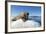 Walrus on Ice, Hudson Bay, Nunavut, Canada-Paul Souders-Framed Photographic Print