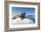 Walrus on Ice, Hudson Bay, Nunavut, Canada-Paul Souders-Framed Photographic Print